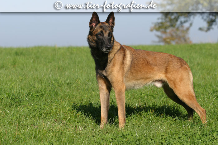 Malinois