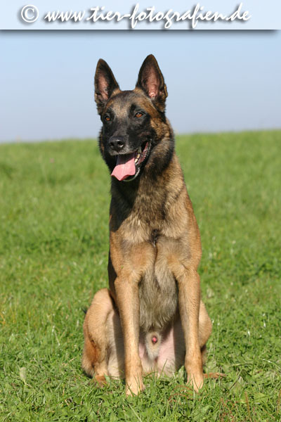 Malinois