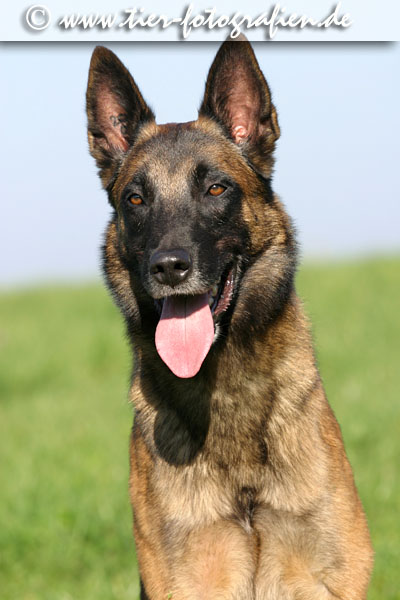 Malinois