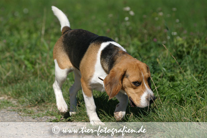 Beagle Rüde