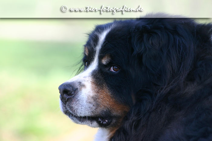 Berner Sennenhund Senior