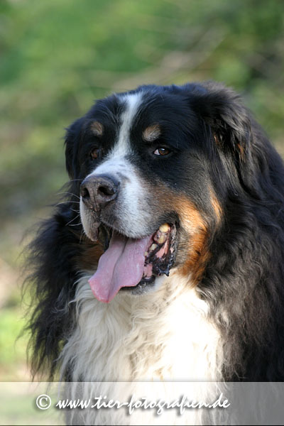 Berner Sennenhund Senior