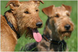 Irish Terrier & Airedale Terrier Fotos