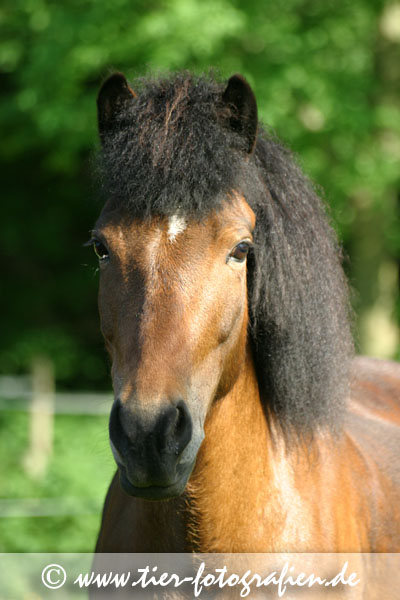 Isländer Stute Portrait