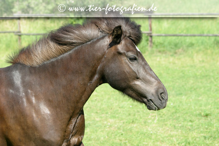 Isländer Stute im Galopp