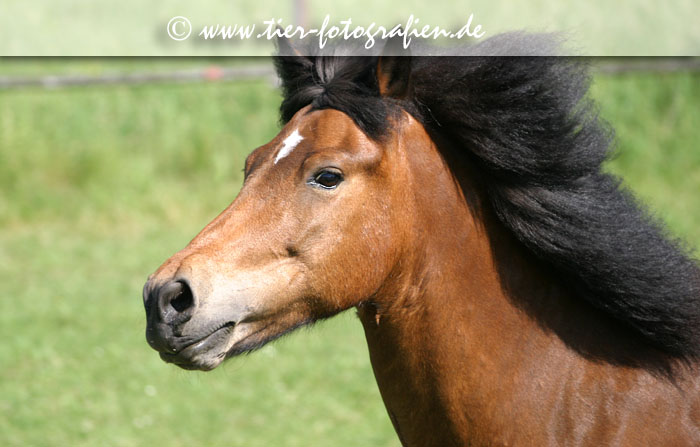 Isländer Stute im Galopp