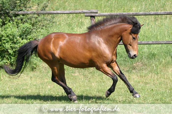 Isländer Stute im Galopp