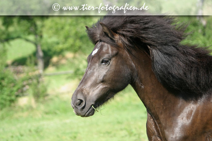 Isländer Stute im Galopp