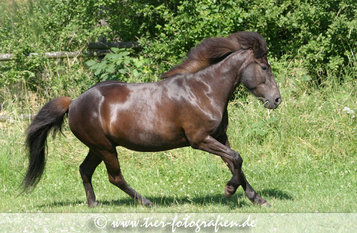 Isländer Stute im Galopp