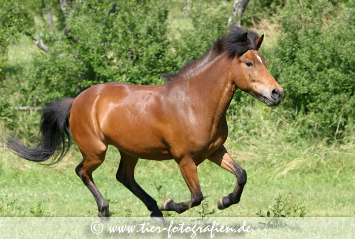 Isländer Stute im Galopp