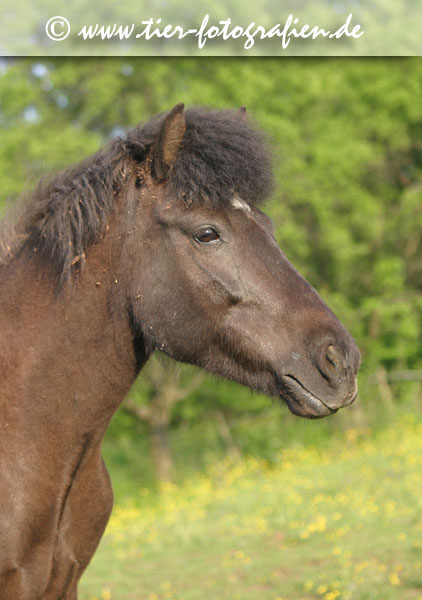 Isländer Stute, Portrait