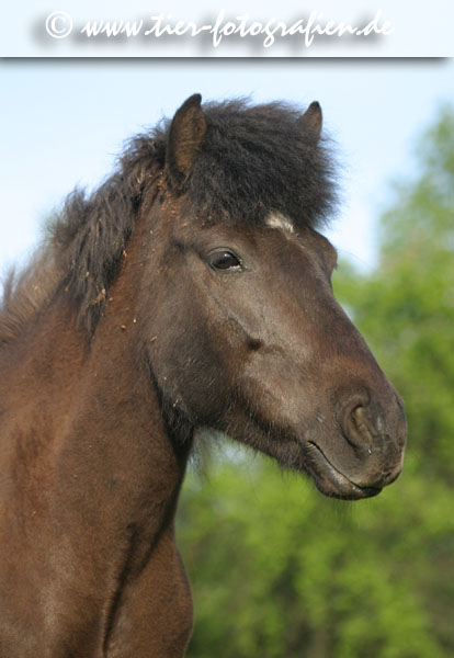 Isländer Stute, Rappe, Portrait