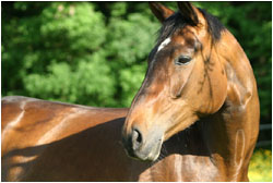 Trakehner Stute
