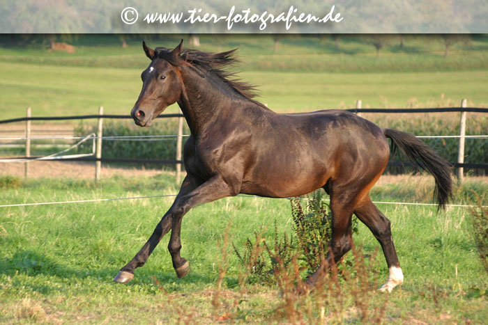 Württemberger Junghengst im Galopp