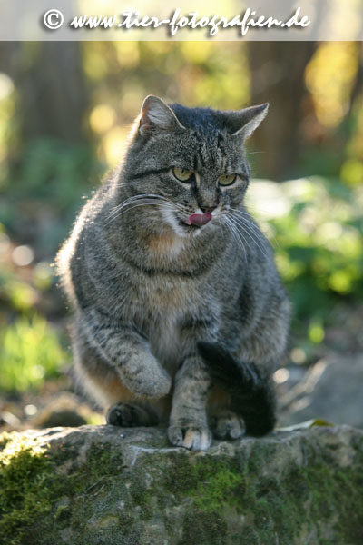 getigerte Katze