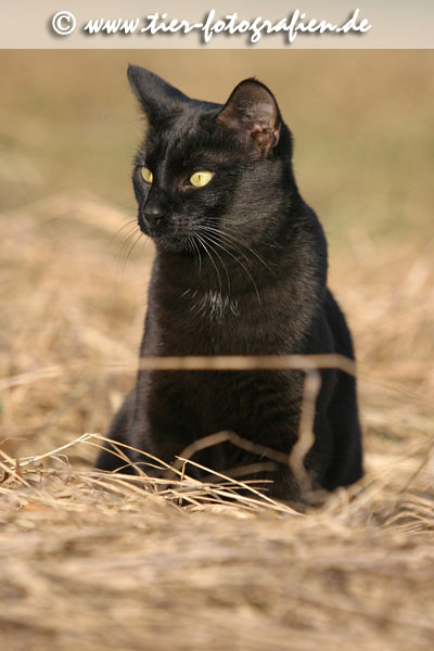 Katze
