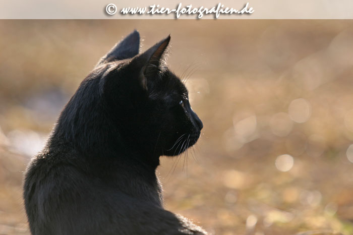 Katze