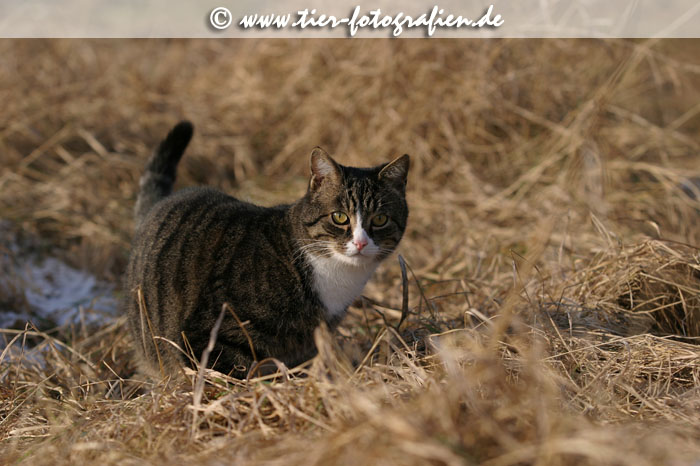 Katze