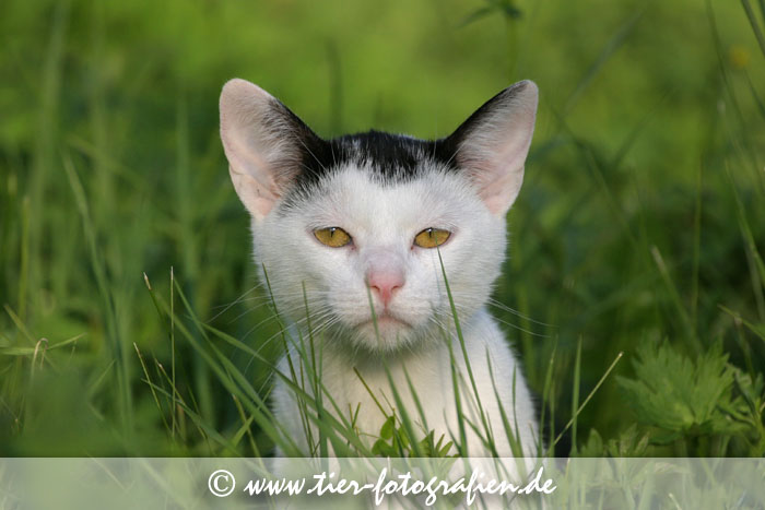 schwarz weißer Kater