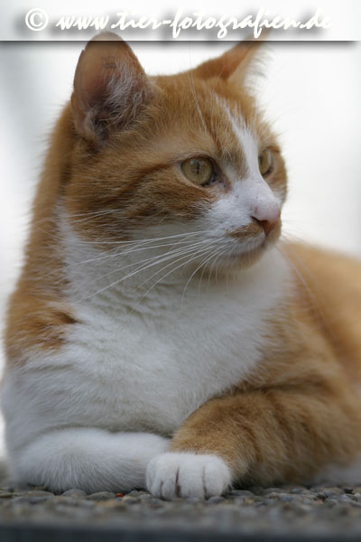 Katze