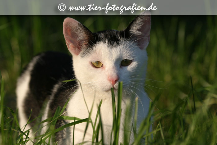 schwarz-weißer Kater