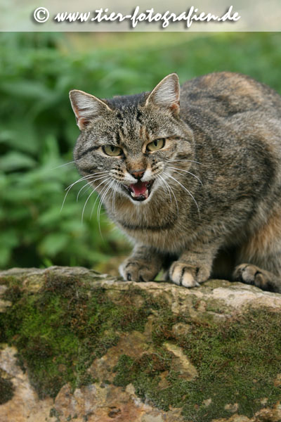 getigerte Katze
