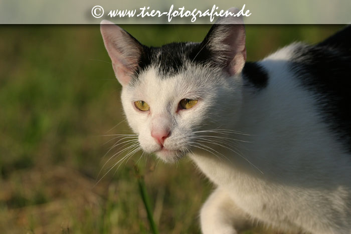 schwarz-weißer Kater