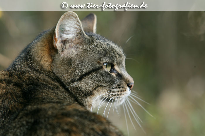 getigerte Katze