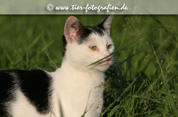 schwarz-weißer Kater