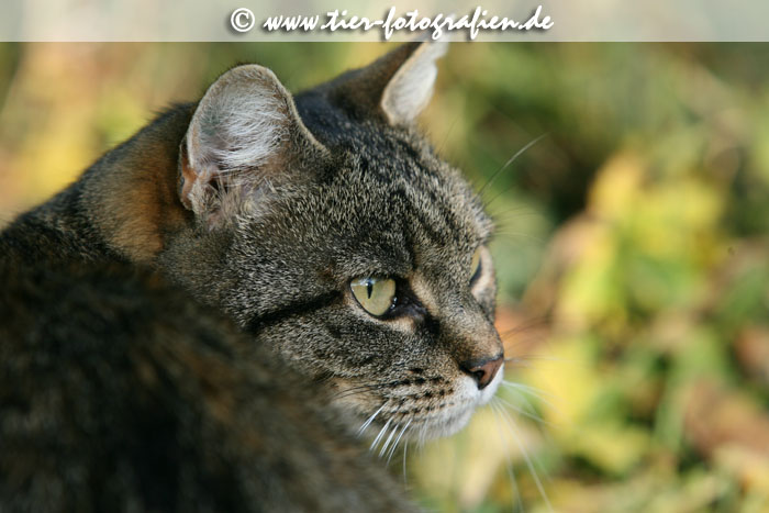 getigerte Katze
