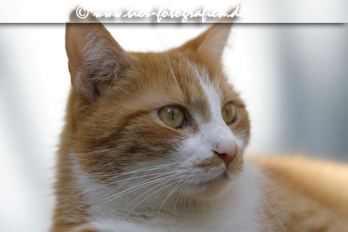 Katze