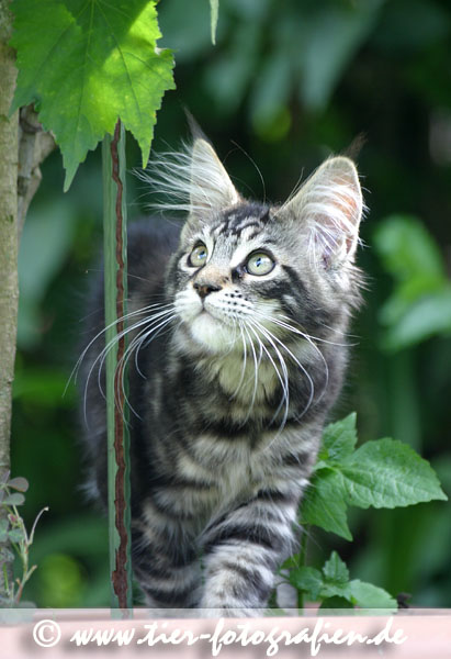 Maine Coone Katzenwelpe