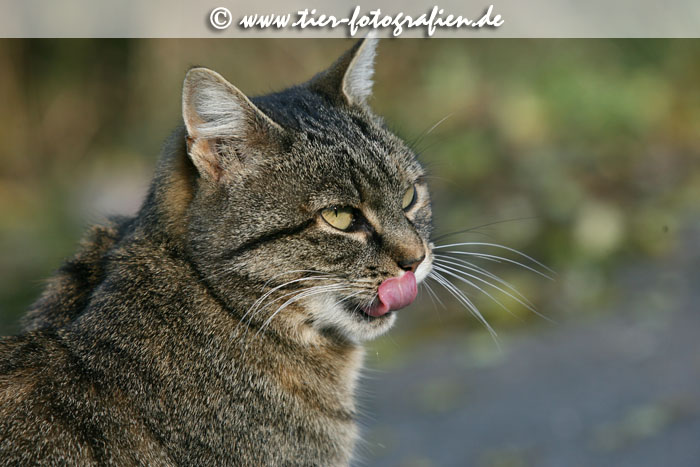 getigerte Katze