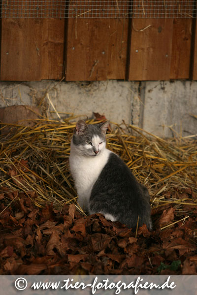 Katze