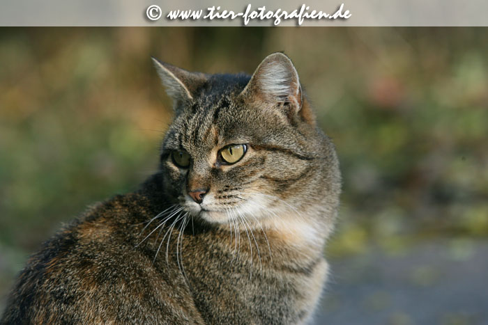 getigerte Katze