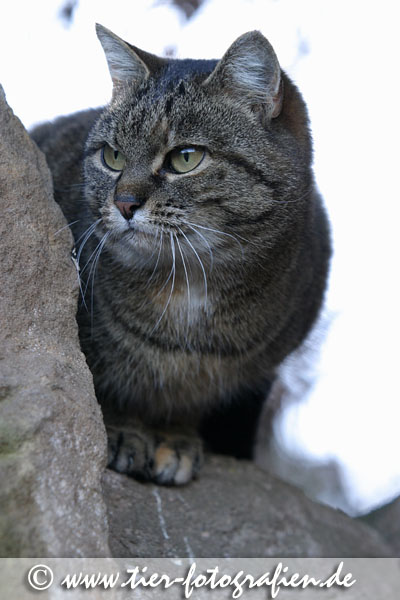 Katze