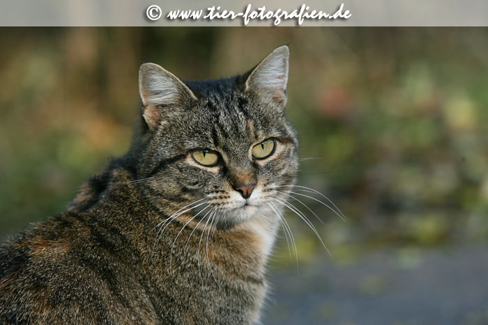 getigerte Katze
