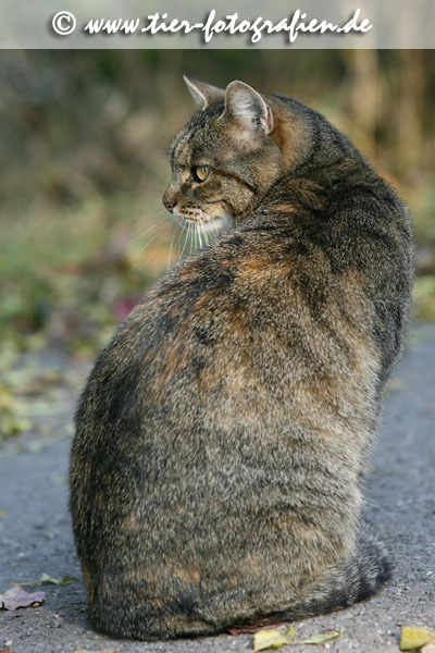 getigerte Katze