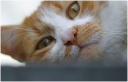 Katzen