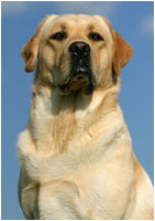 Labrador Rüde Lines
