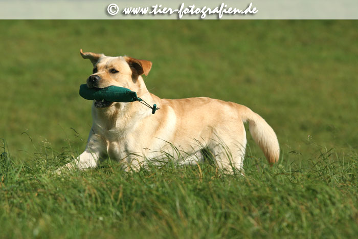 Labrador Retriever Rde