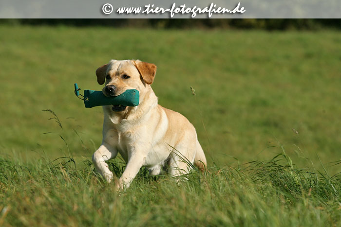 Labrador Retriever Rde