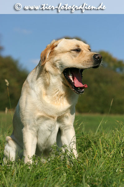 Labrador Retriever Rde