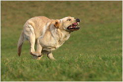 Labrador