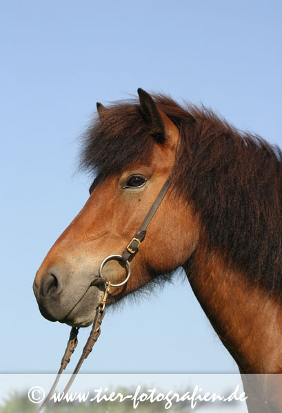 Isländer, Islandpferd