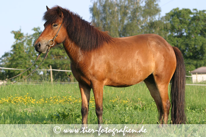 Isländer, Islandpferd