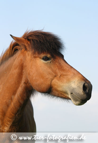 Isländer, Islandpferd