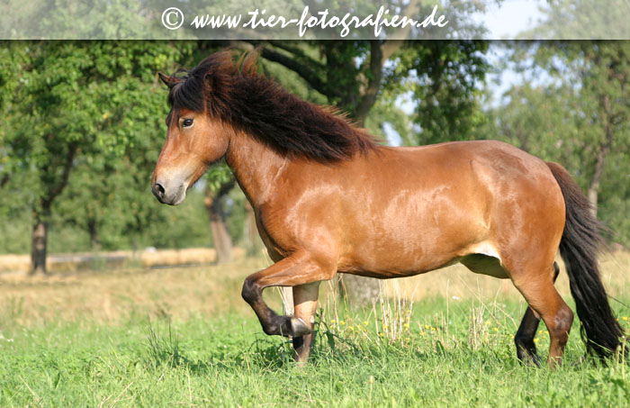 Isländer, Islandpferd
