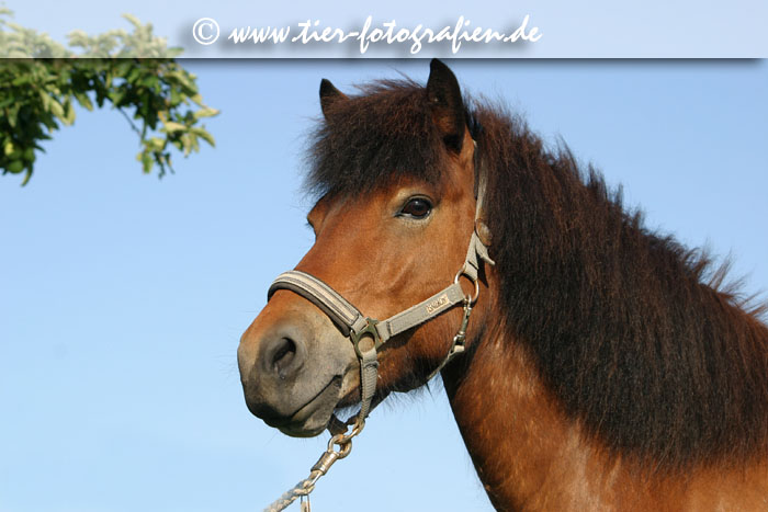 Isländer, Islandpferd1