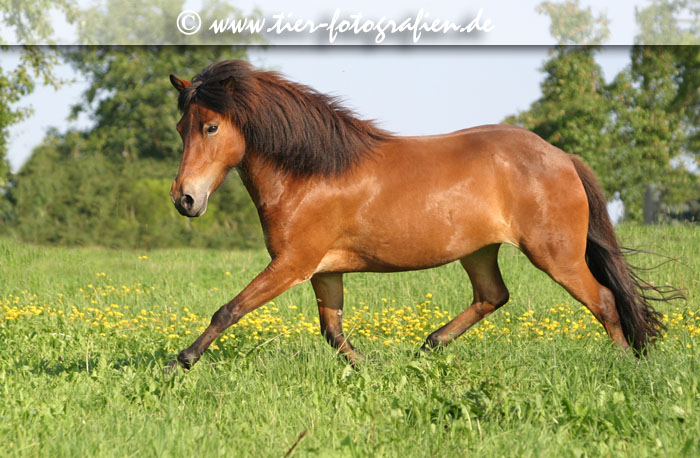 Isländer, Islandpferd